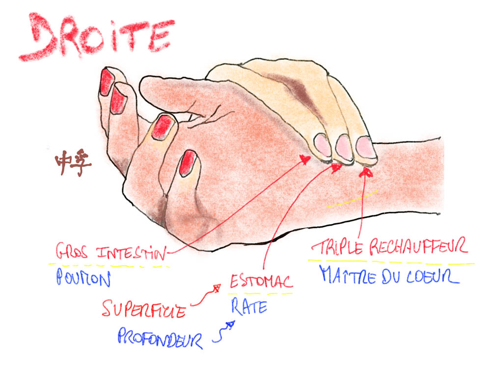 Illustration de la prise du pouls chinois sur le poignet droit