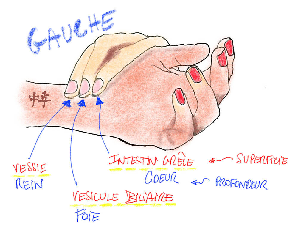 Illustration de la prise du pouls chinois sur le poignet gauche